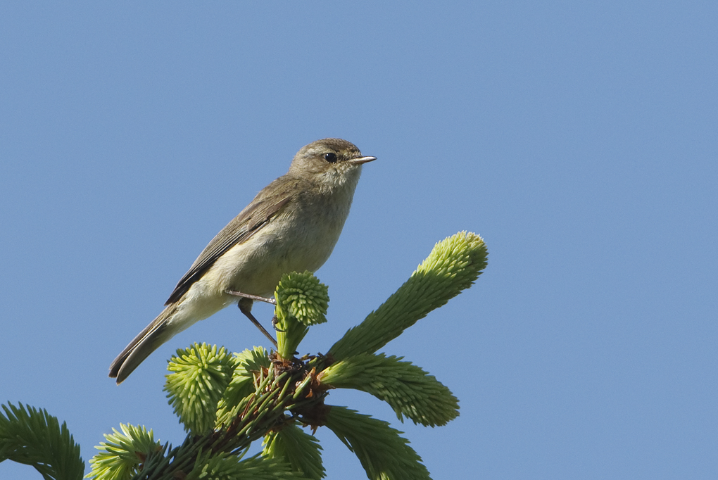 Phylloscopus collybita Tjiftjaf Chiffchaff